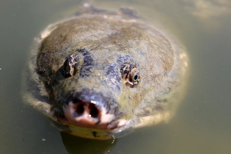 An endangered black and soft-shelled turtle known locally as the Bostami turtle (Nilssonia nigricans) at ponds near the Bayezid Bostami shrine in Chittagong, Bangladesh